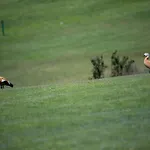 Villa In Maspalomas With Heated Pool & Golf Views